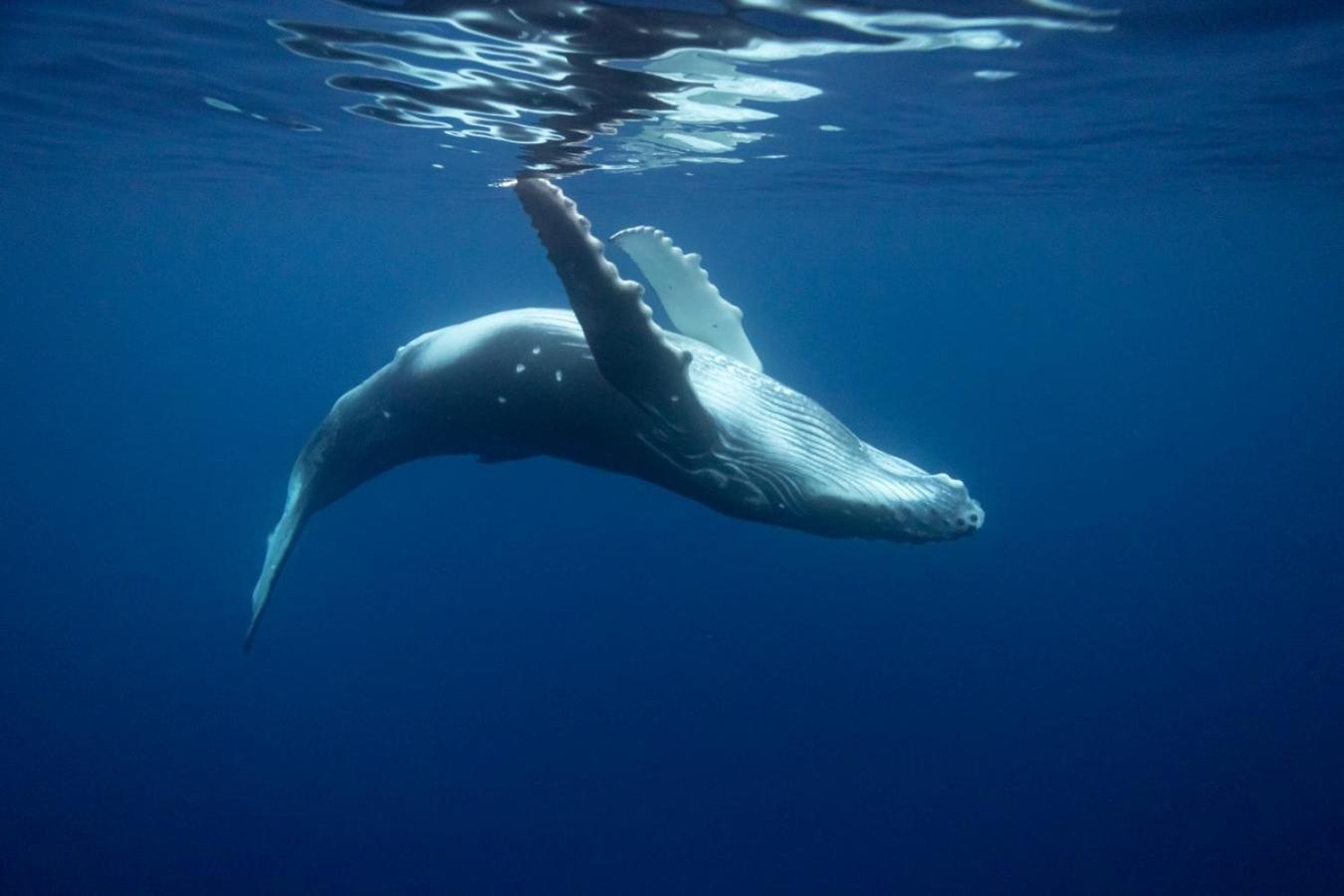 Maui Homestay Vue Ocean Exceptionnelle & Baleines En Saison Tohautu エクステリア 写真