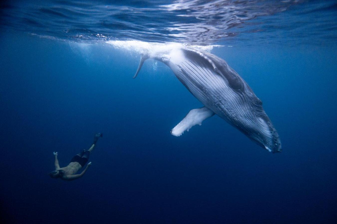 Maui Homestay Vue Ocean Exceptionnelle & Baleines En Saison Tohautu エクステリア 写真
